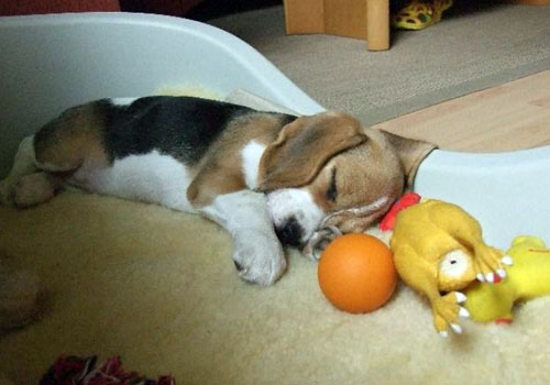 Beaglewelpe Amelie schl&auml;ft